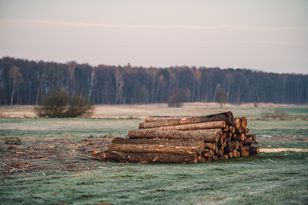 Samowyrób drewna. Oto ile kosztuje metr opału