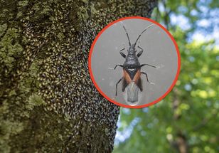 Idą w stronę domów. Te owady są u nas od niedawna, pojawiają się jesienią