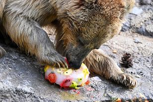 Zoo w upale: lód, mgiełki i baseny ratują zwierzęta