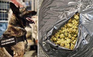 Drops udaremnił gigantyczny przemyt. 82 kg marihuany przejęte
