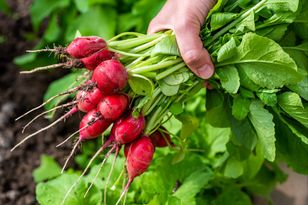 Pierwsza polska rzodkiewka już na rynku. Cena zaskakuje