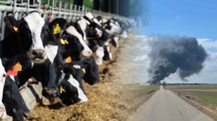 Wystarczyło 20 minut. W pożarze zginęło 130 krów