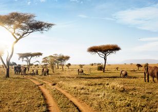 Polscy archeolodzy badają ślady pierwszych ludzi w Serengeti