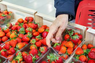Kiedy krajowe truskawki? Oto data pierwszych dostaw do sklepów