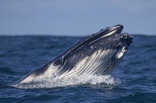 Wieloryby dryfujące brzuchem do góry u wybrzeży Australii to zdrowe samice z młodymi