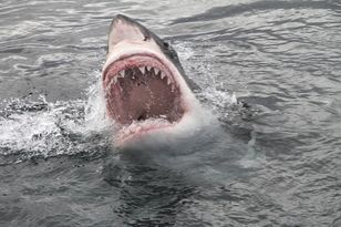 Shark Bites Man at Jones Beach, New York — Beach Temporarily Closed