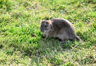 Remove these garden items to stop attracting rats