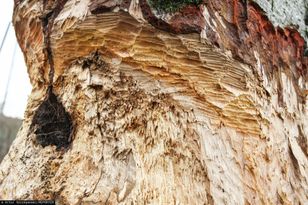 Bobry zniszczyły mniej. Zgłoszeń dotyczących wilków było ponad 160