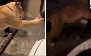 W Machaczkale lew zaatakował przechodnia. Zabawa potoczyła się źle