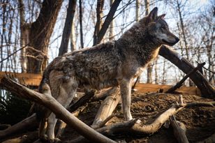 Atak wilków w Małopolsce. Gmina ostrzega