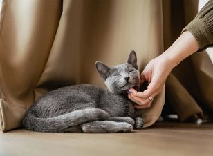 68 proc. Polaków ma wrażenie, że ich kot ich ignoruje. To efekt błędnej interpretacji kociej mowy ciała