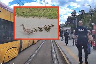 Ruszyli na pomoc kaczkom. Wspólną akcję pokazują Tramwaje Warszawskie