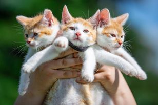 Stawonogi na celowniku. Te zwierzęta zabijają dla przyjemności