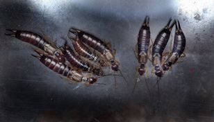 To prastare stworzenia. Mogą zamieszkiwać łazienkę