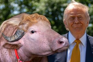 Bawół albinos hitem w Bangladeszu. Nazywa się Donald Trump