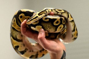 Kraków: mężczyzna oskarżony o znęcanie się nad 148 pytonami królewskimi w piwnicy