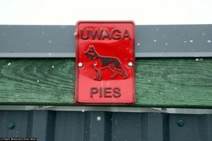 Dramat psów w Kuflewie. Sprawa trafiła do prokuratury