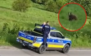 "Ręce nie mają gdzie opadać". Policja interweniowała ws. niedźwiedzi
