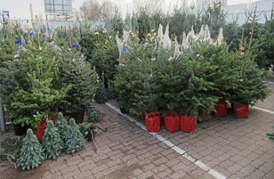 Choinki w marketach za 50 zł. Tak można się naciąć