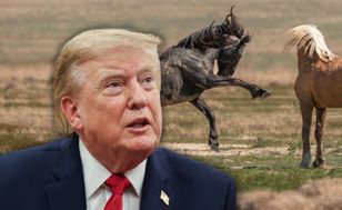 Mustangi idą na rzeź? Administracja Trumpa wykorzystuje luki w prawie