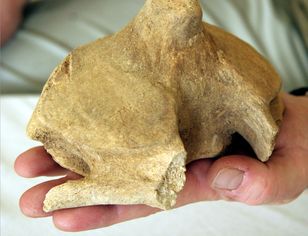 Dobra passa archeologów. Ponad 100 tys. zabytków na budowie drogi na Zamojszczyźnie