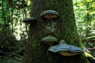 Niesamowite grzyby. Gatunek potrafi zaszokować