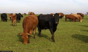 Pierwszy taki transport z kraju Mercosur. Oto szczegóły