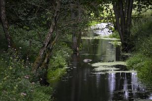 Ryś zastrzelony pod Drawskiem Pomorskim. Zwierzę wrzucono do rzeki