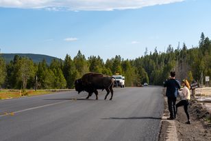Bizon wyrzucił turystę na 2,5 m w powietrze w Yellowstone