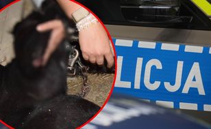 Drunk driver dragged dog tied to car for 400 metres in Nowy Targ