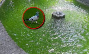 Kilkadziesiąt martwych gołębi w fontannie. Akcja w Lublinie