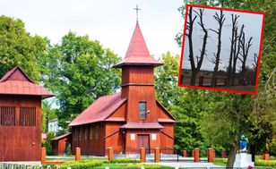 "To wspólna decyzja". Parafianie ogołocili drzewa, ksiądz zapłaci karę