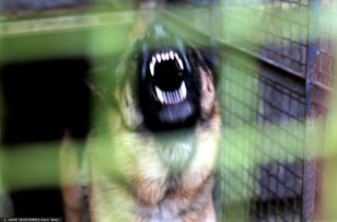Psy zaatakowały przechodniów. Dwoje dzieci w szpitalu