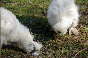 Silkie chickens hunt ticks in your garden – a natural pest control