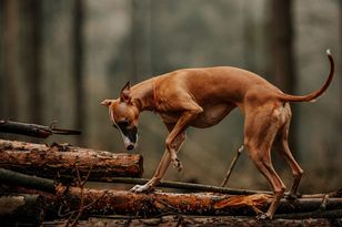 Alert RCB we Włocławku: nie dotykaj kapsułek ze szczepionką na wściekliznę