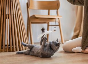 Polacy częściej niż inni opiekunowie wątpią w uczucia swoich kotów. Eksperci: to błędny odczyt sygnałów