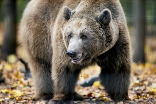 W gminie pojawiły się niedźwiedzie. Jest ostrzeżenie dla mieszkańców