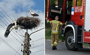 Bocian zawisł nad linią energetyczną. Strażacy uwolnili rannego ptaka
