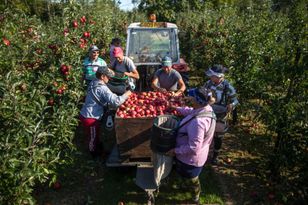Szukają Polaków do zbierania owoców. Oto ile płacą za granicą