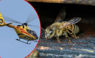 5-latek użądlony w podniebienie przez pszczołę w ośrodku w Tychach