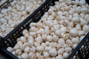 Pieczarkowy gigant rozpoczyna restrukturyzację. Oto plan