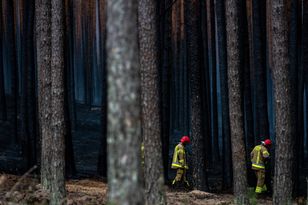 Pożar w Puszczy Solskiej. Prokuratura wszczęła śledztwo