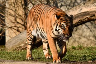 Wrocław Zoo refuses tiger-petting request: "No exceptions"