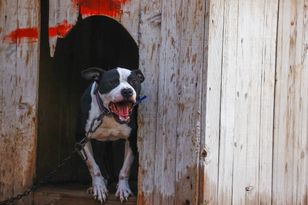 Amstaff zeszpecił twarz kobiety. Jest akt oskarżenia dla właściciela