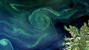 Zielone wiry na Bałtyku. Satelita pokazuje niepokojące zjawisko