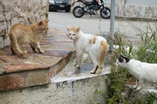 Darmowe wakacje na Syros: wyjątkowa propozycja