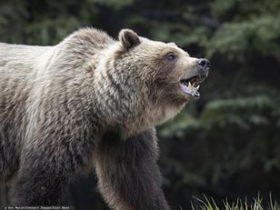 Kobieta zabita przez niedźwiedzia. Jest ruch prokuratury