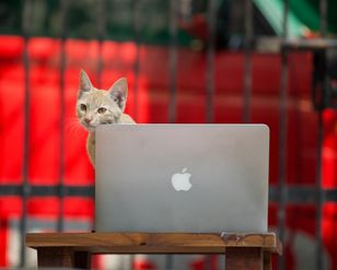 Kot kocha twojego laptopa? Ta aplikacja sprawi, iż w nim nie namiesza