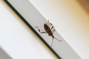 Wtyk amerykański wciska się do domów jesienią — naukowcy proszą o zgłoszenia