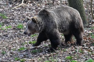 Kolejny atak niedźwiedzia. Rolnicy uciekli do auta